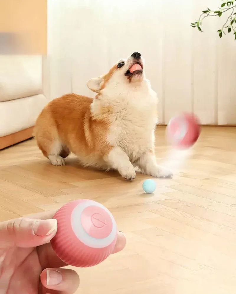Electrify Your Pup's Playtime with this Dynamic Fetch Companion